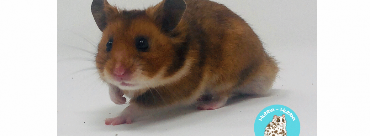 fancy bear syrian hamster