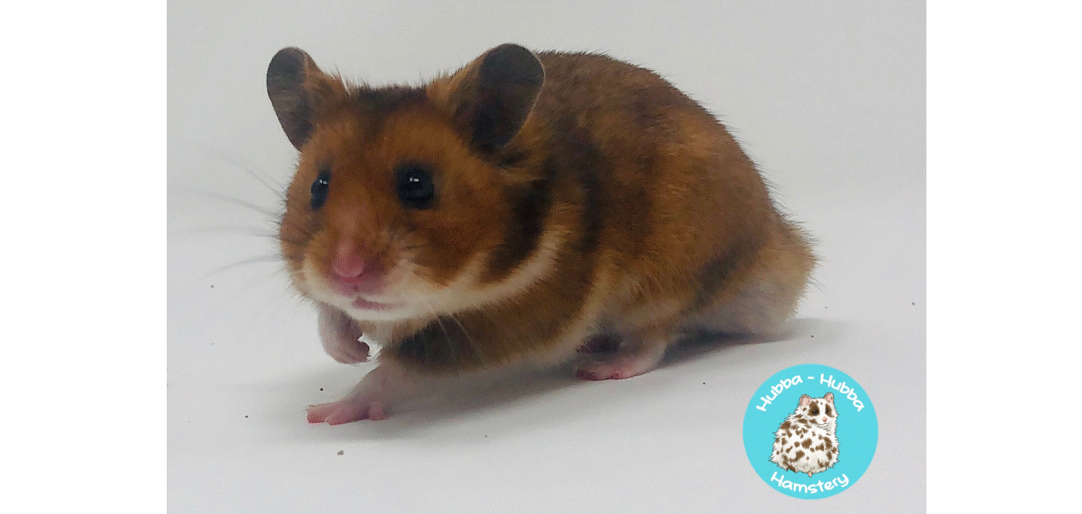 brown syrian hamsters