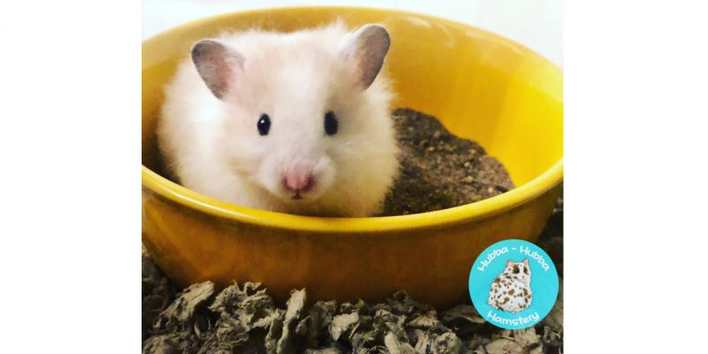 Hamster02