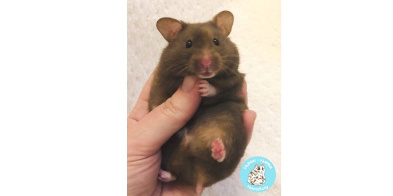 Hamster03