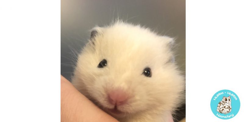 Hamster08