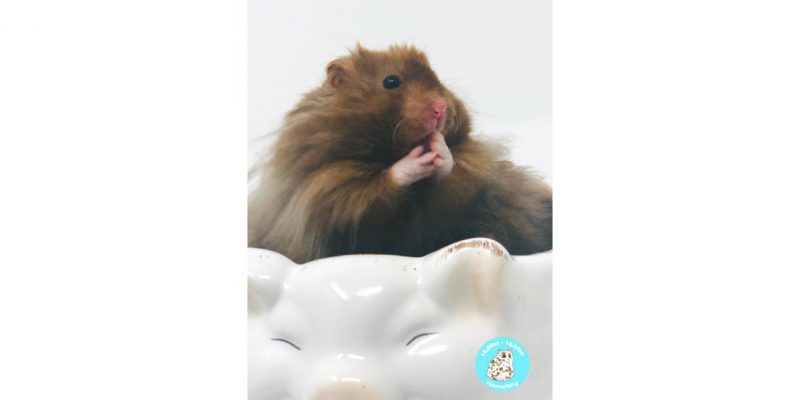 Hamster17