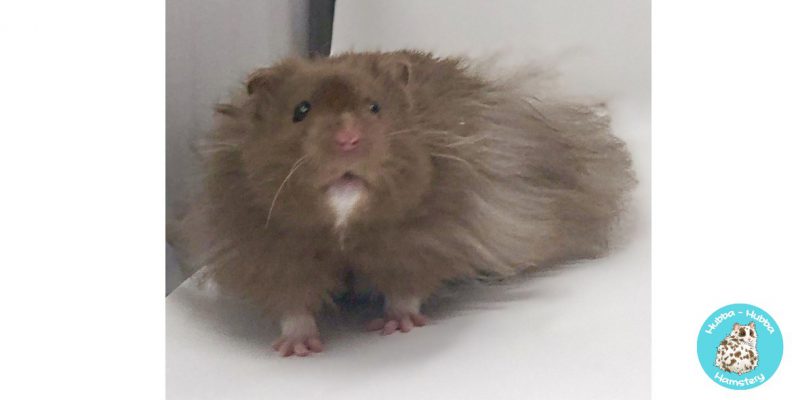 Hamster25