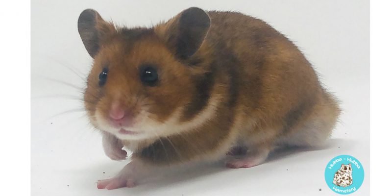 Hamster30