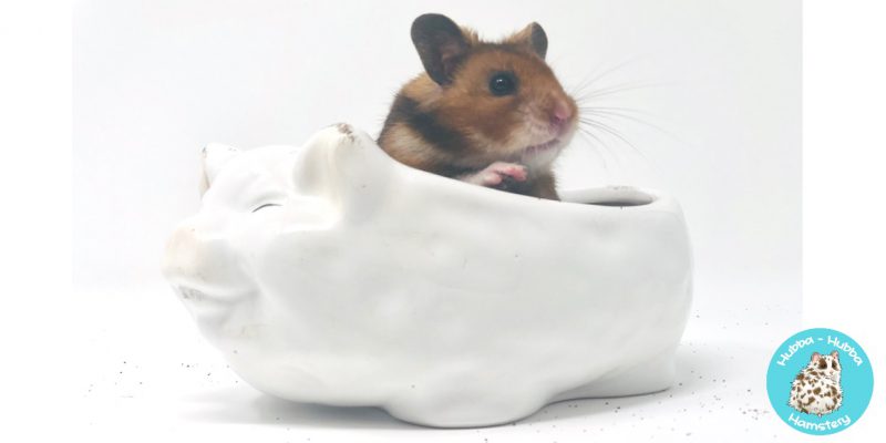 Hamster32