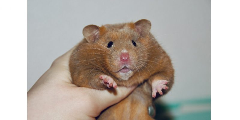 Hamster38