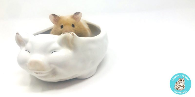 Hamster39