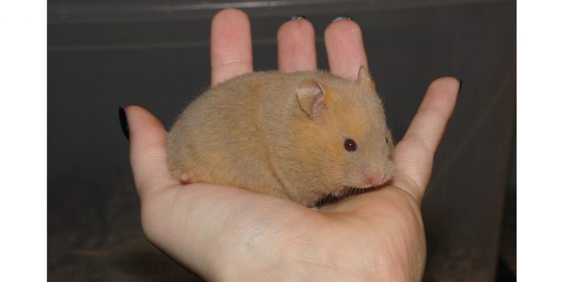 Hamster40